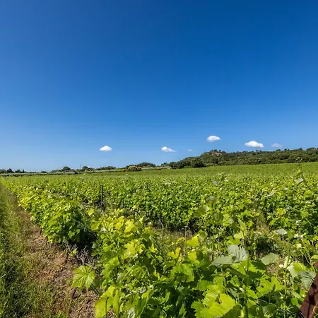 Domaine Des Escaunes Sernhac