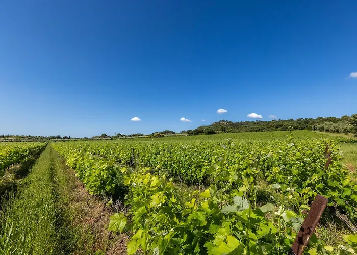 Domaine Des Escaunes Sernhac